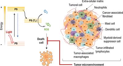 Tumor microenvironment in non-melanoma skin cancer resistance to photodynamic therapy